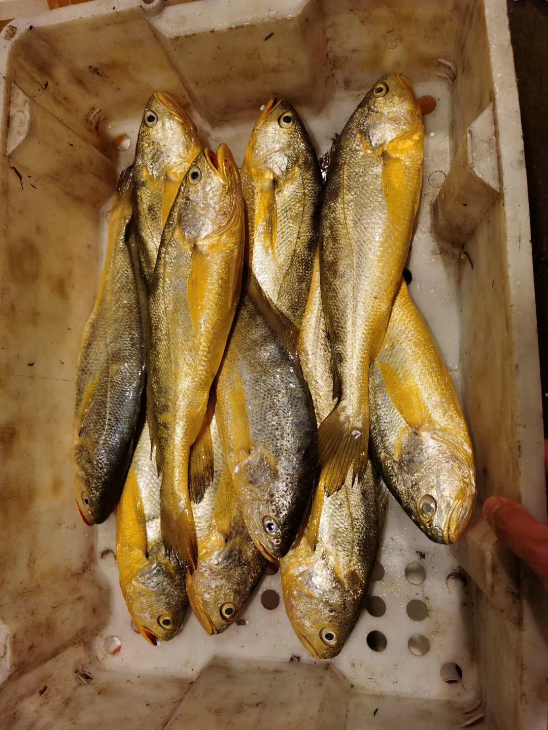 大陳黃魚(圖1)